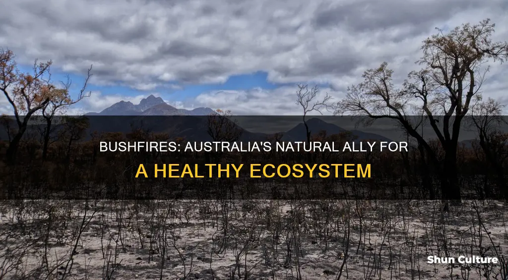 why are bushfires good for the australian environment