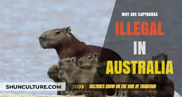 Capybaras: Australia's Unwanted Rodent Invaders