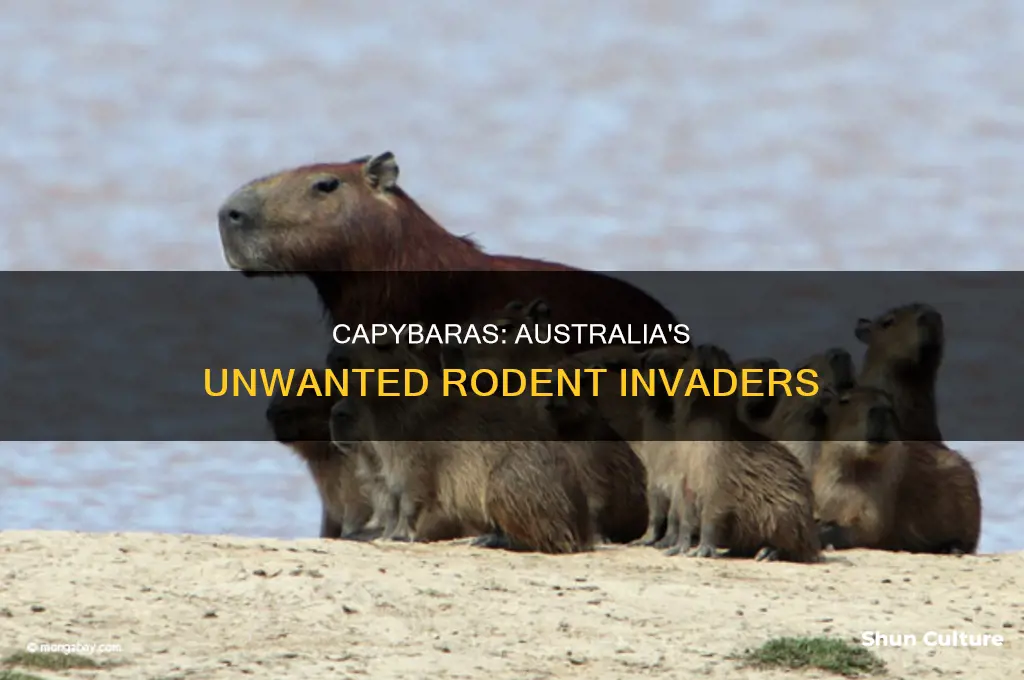 why are capybaras illegal in australia