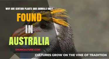 Australian Wildlife: Unique and Isolated Evolution