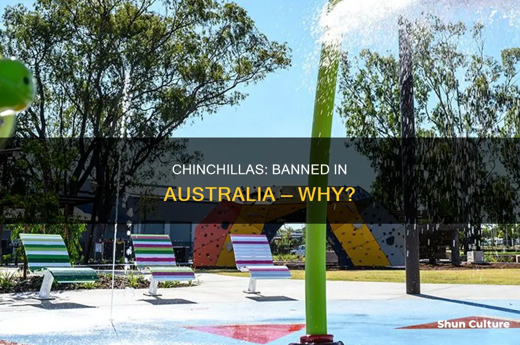 why are chinchillas illegal in australia