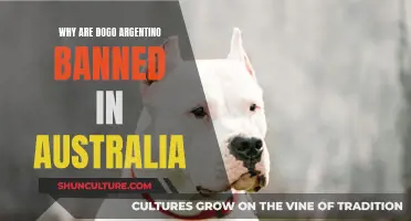 Dogo Argentino: Australia's Ban on a Breed