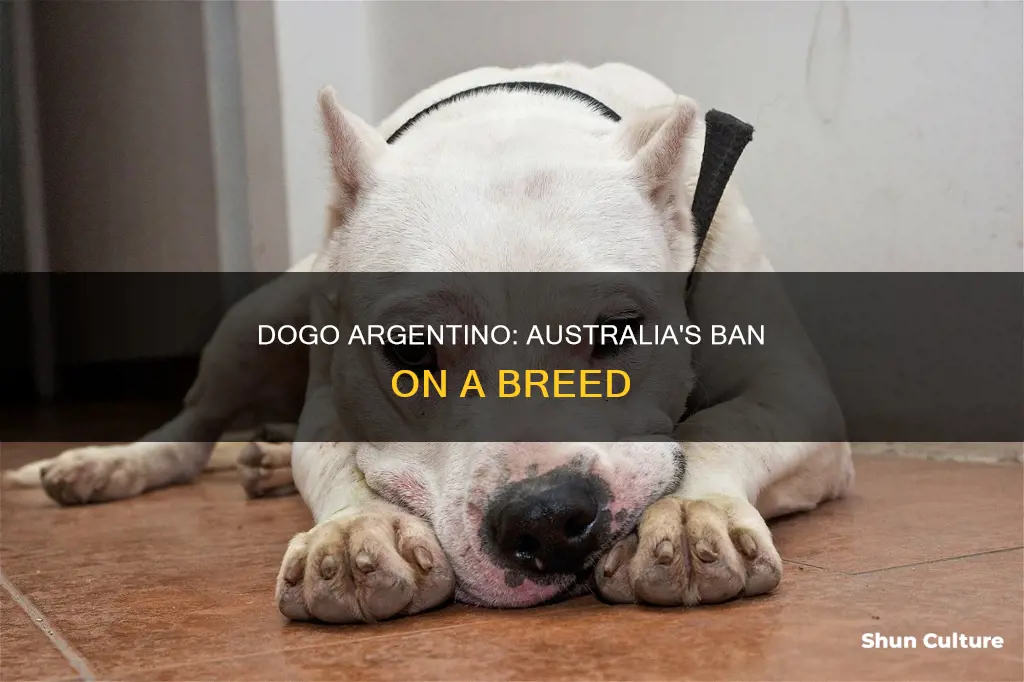 why are dogo argentino banned in australia