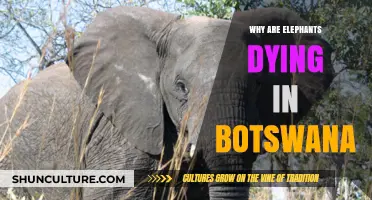 Botswana's Elephant Crisis: Unraveling the Mystery Behind Mass Deaths