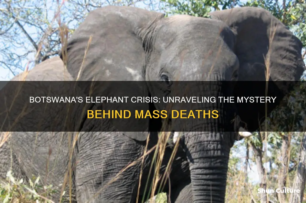 why are elephants dying in botswana