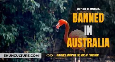 Flamingos: Banned in Australia for Unbalanced Ecosystem