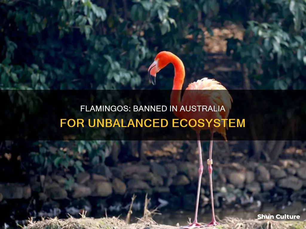 why are flamingos banned in australia