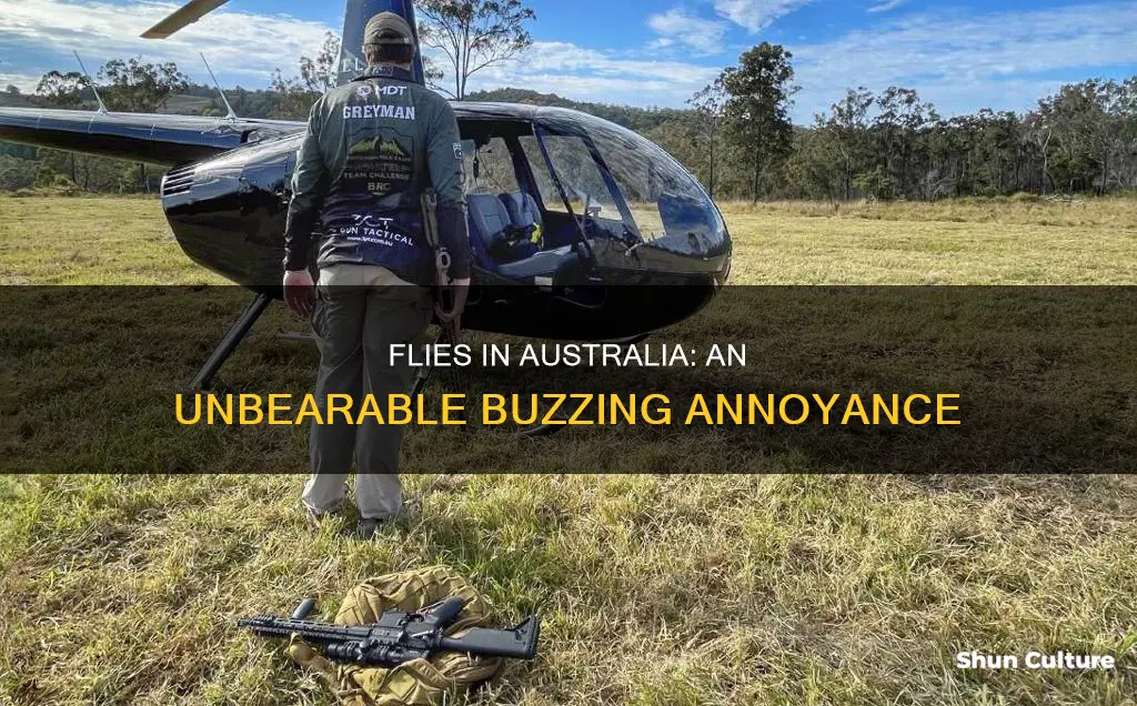 why are flies so annoying in australia