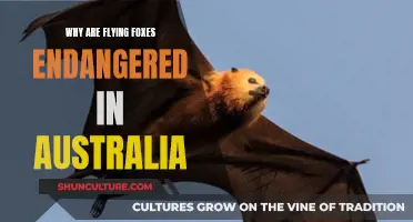 The Plight of Australia's Flying Foxes: Understanding Their Endangered Status