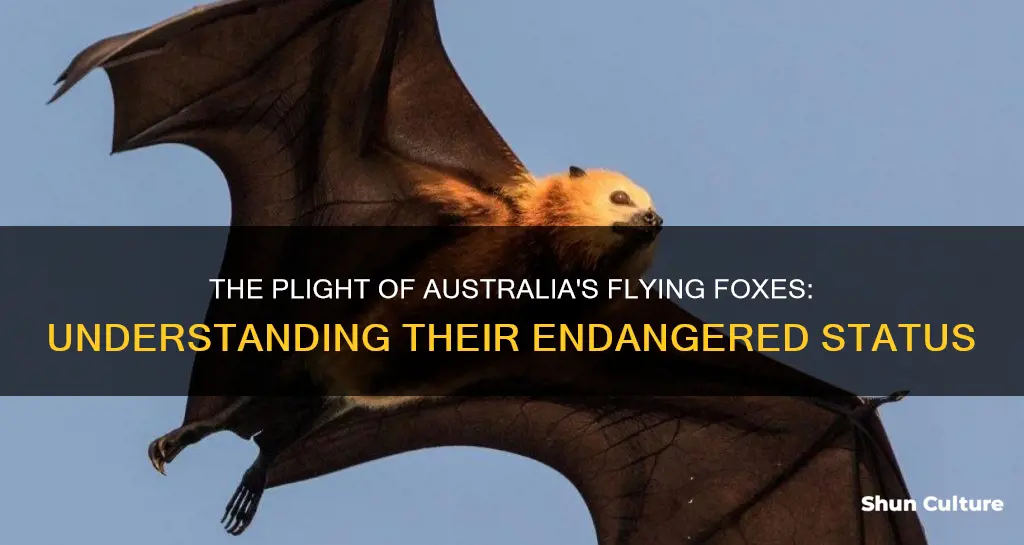 why are flying foxes endangered in australia