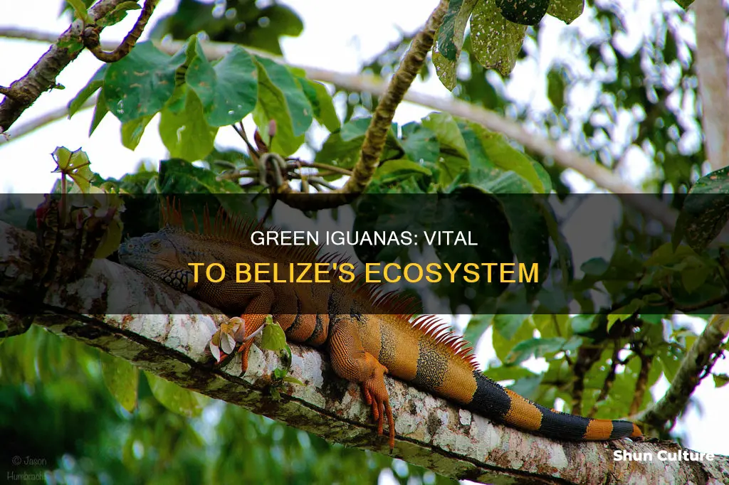 why are green iguanas important in belize