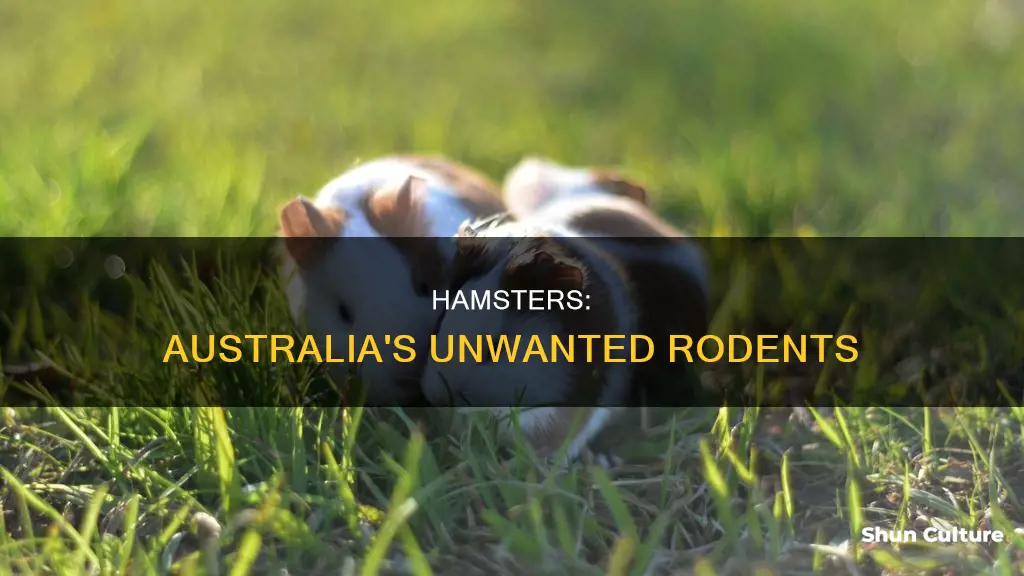 why are hamsters banned in australia
