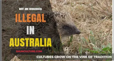 Hedgehog Ban: Australia's Thorny Issue Explained