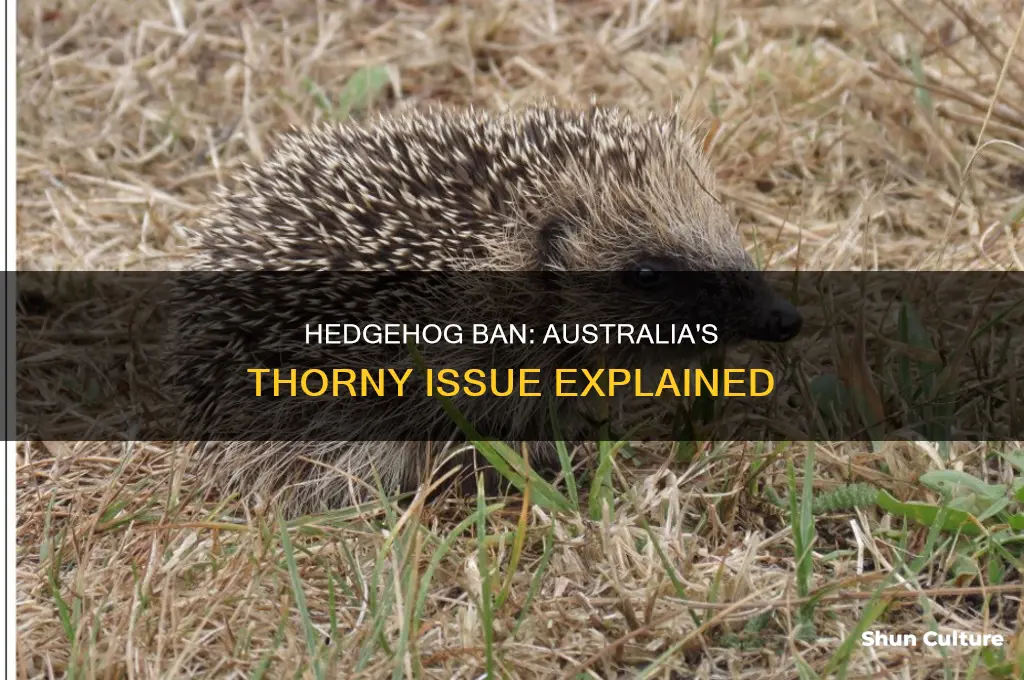 why are hedgehogs illegal in australia