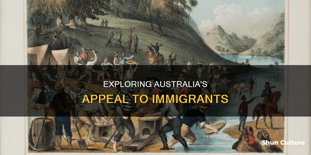 why are immigrants coming to australia