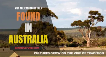 Kangaroos: Australia's Unique Wildlife Attraction
