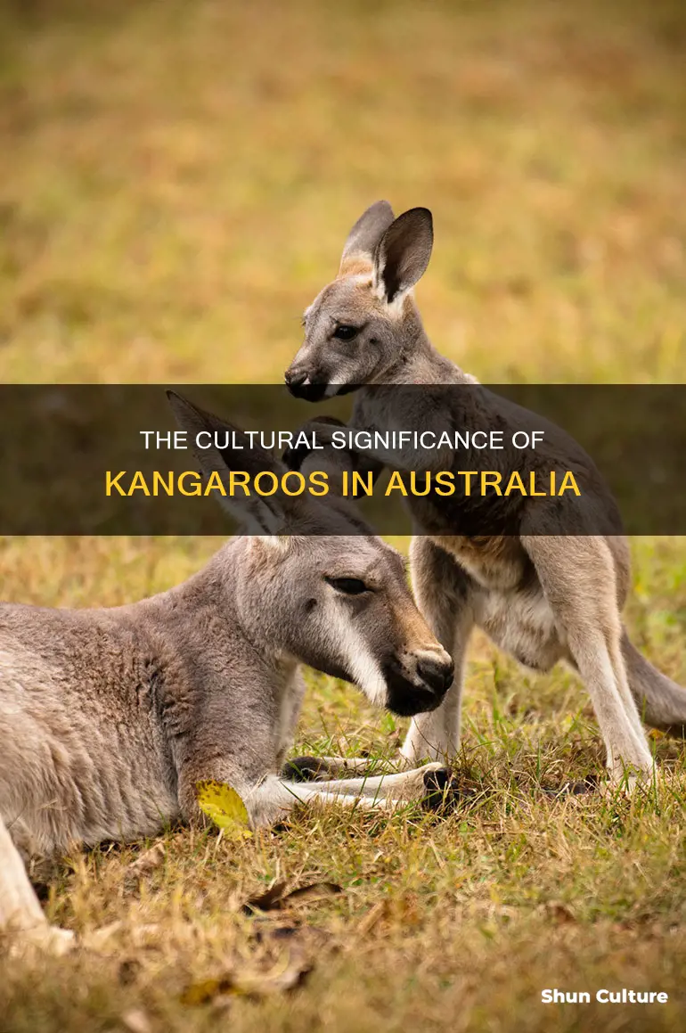 why are kangaroos significant to people in australia