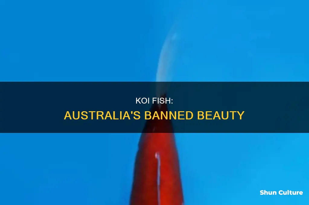 why are koi fish illegal in australia