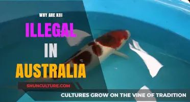 Koi Carp: Australia's Invasive Species Concern
