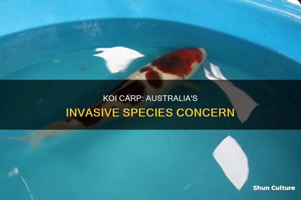 why are koi illegal in australia