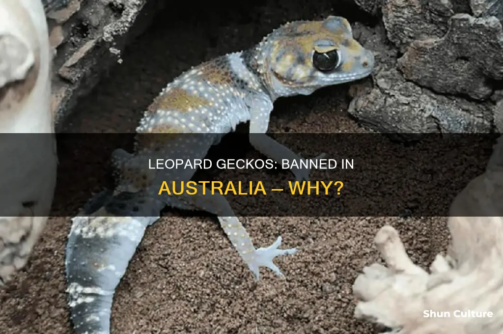 why are leopard geckos illegal in australia