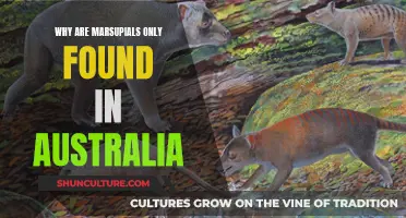 Marsupials: Australia's Unique Wildlife and Their Habitat