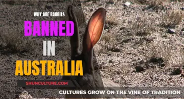 Rabbits: Australia's Unwelcome Furry Invaders