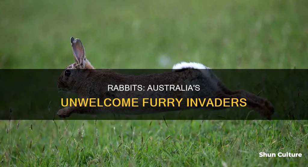 why are rabbits banned in australia