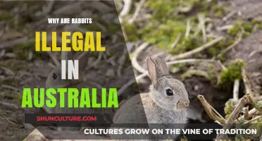 Rabbits: Australia's Unwanted Visitors