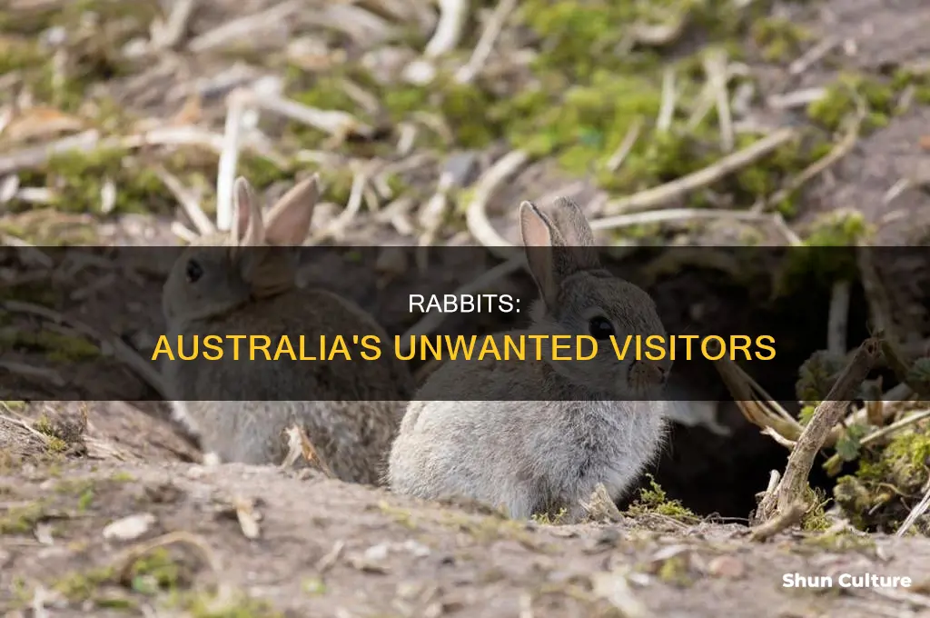 why are rabbits illegal in australia