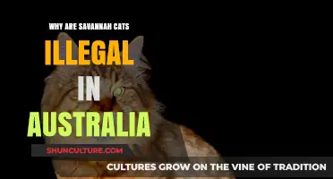 Savannah Cats: Australia's Ban and the Reason Behind It