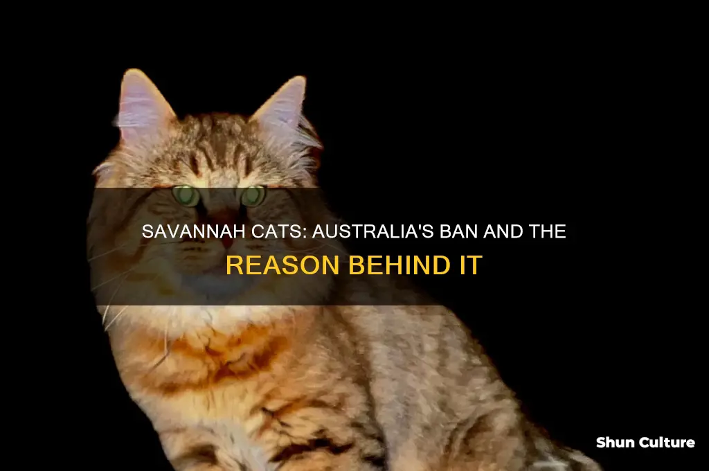 why are savannah cats illegal in australia
