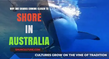 Sharks Invade Australian Shores: Why?