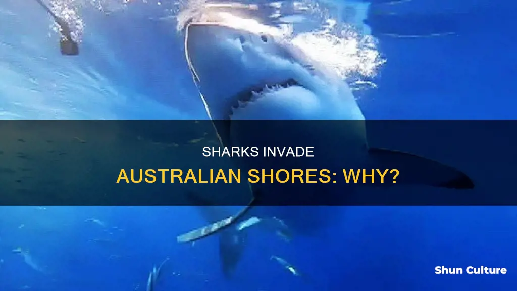 why are sharks coming closer to shore in australia