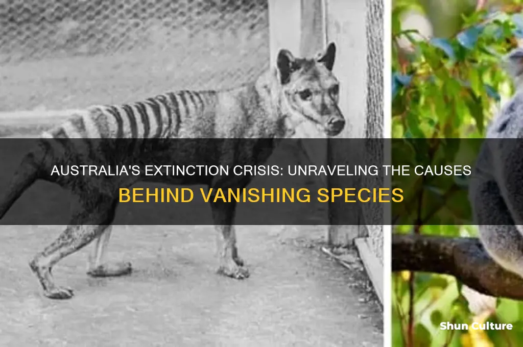 why are so many species going extinct in australia