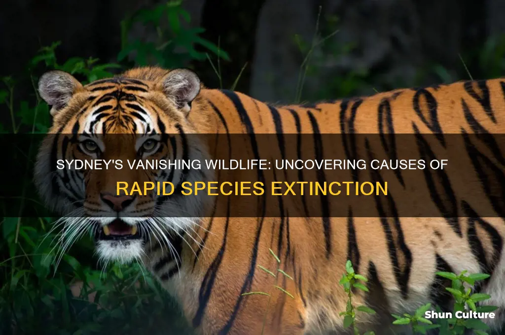 why are so many species going extinct in sydney australia