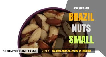 Why Some Brazil Nuts Are Smaller: Uncovering the Surprising Reasons