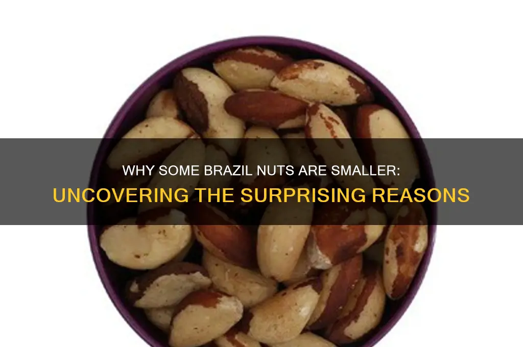why are some brazil nuts small