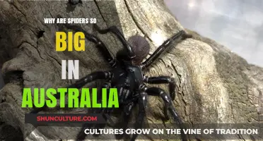 Spiders in Australia: Why They Grow So Large