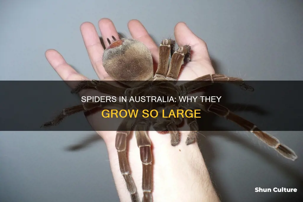 why are spiders so big in australia