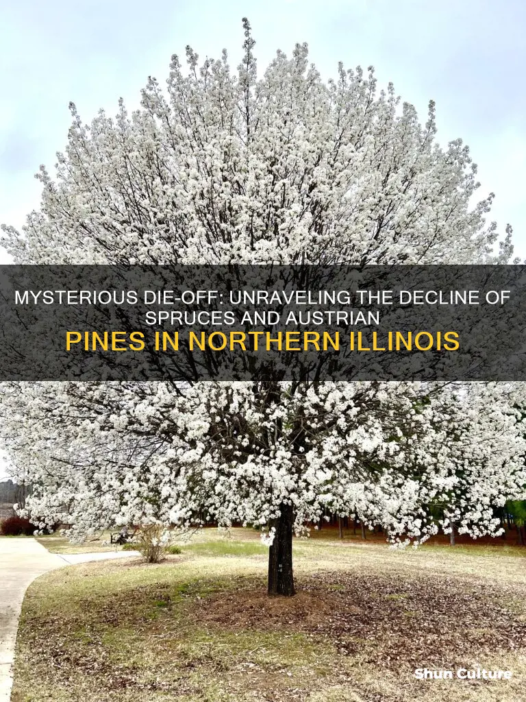 why are spruces and austrian pines dying in northern illinois