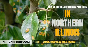 Spruce and Austrian Pine Mortality in Northern Illinois Explained