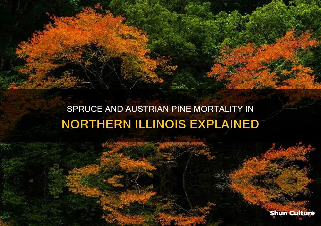 why are spruces and austrian pines dying in northern illinois