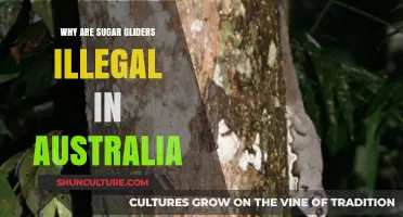 Sugar Gliders: Australia's Illegal Sweet Pet Trade