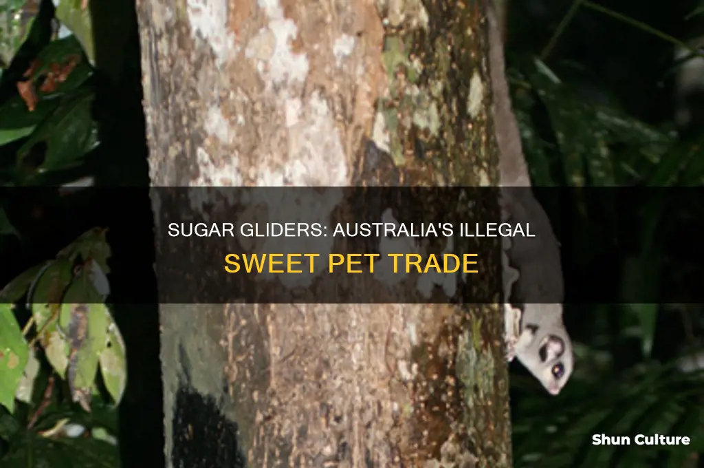 why are sugar gliders illegal in australia