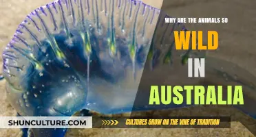 Australia's Wildlife: Feral Nature Explained