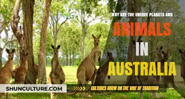 Australia's Unique Wildlife: Why So Different?