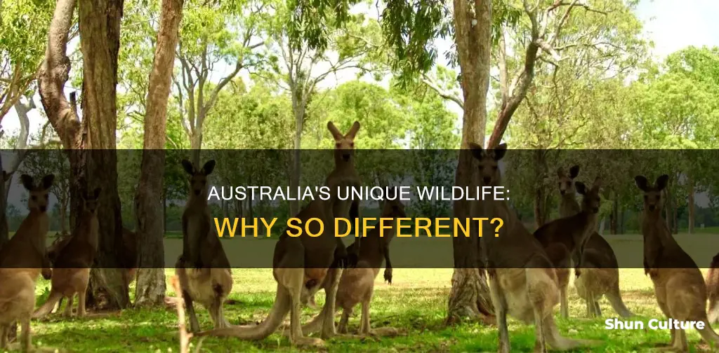 why are the unique plangts and animals in australia