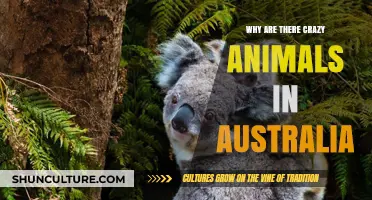 Australia's Unique Wildlife: Why So Many Dangerous Animals?