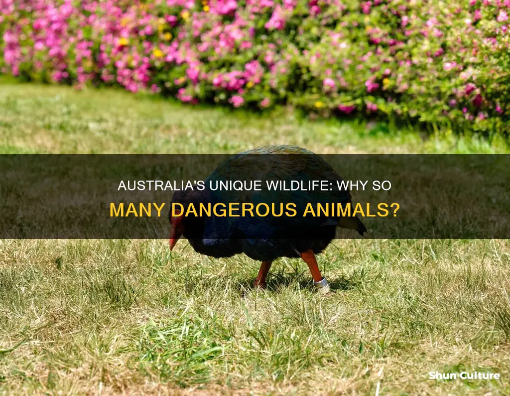 why are there crazy animals in australia